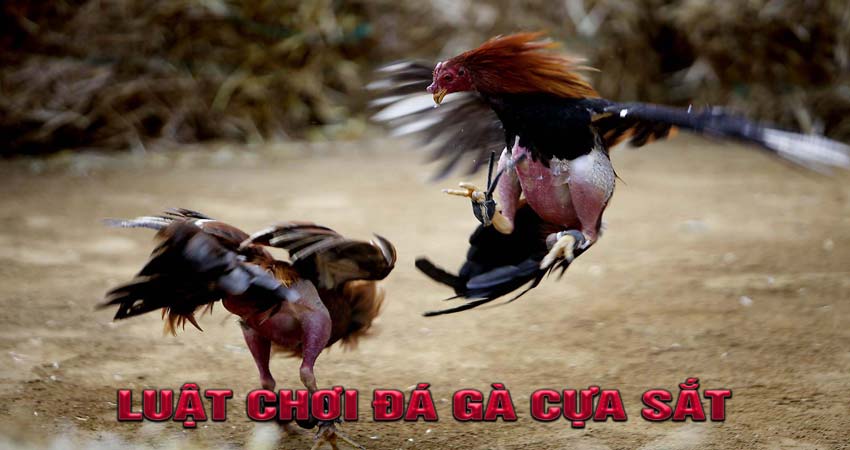 Luật chơi đá gà cựa sắt